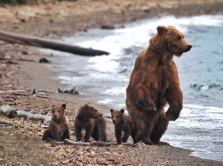 Mother and Her Cubs