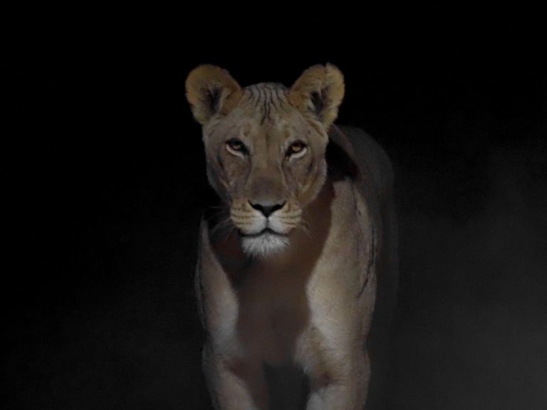 Lioness in the Night
